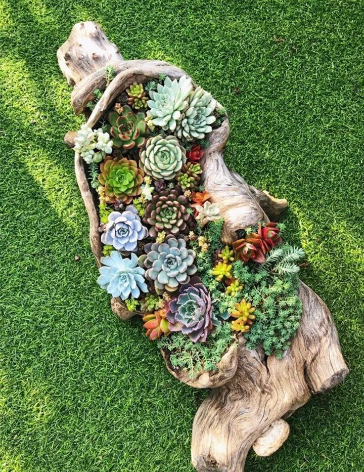 爷爷捡回来的老树根填点土种点肉就是一个小景观