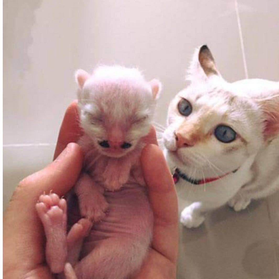 猫咪生下一窝小猫崽,其中一只总感觉有点异样,仔细一看主人笑喷