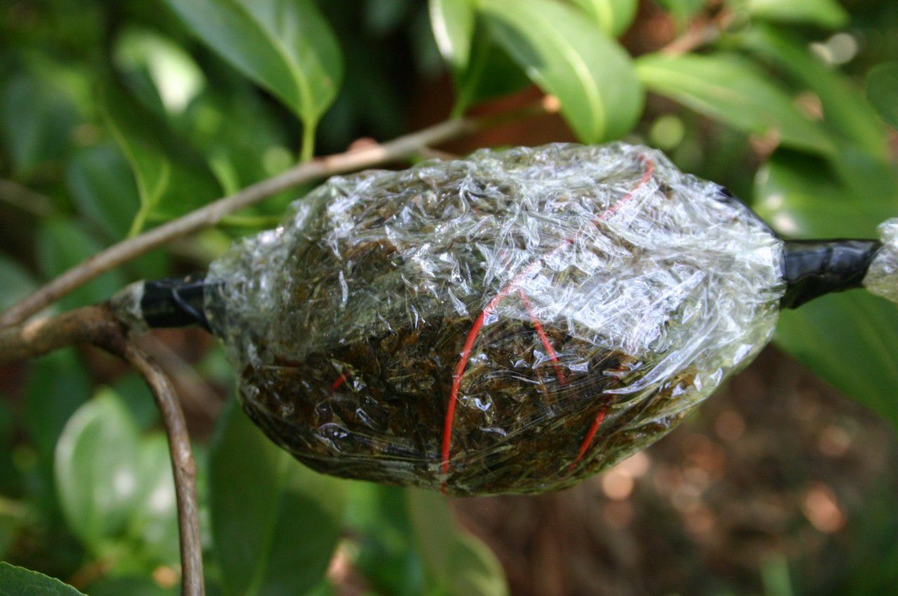 左右,切割的位置就会长出根系,但是要我们耐心的照顾,要保持水苔湿润