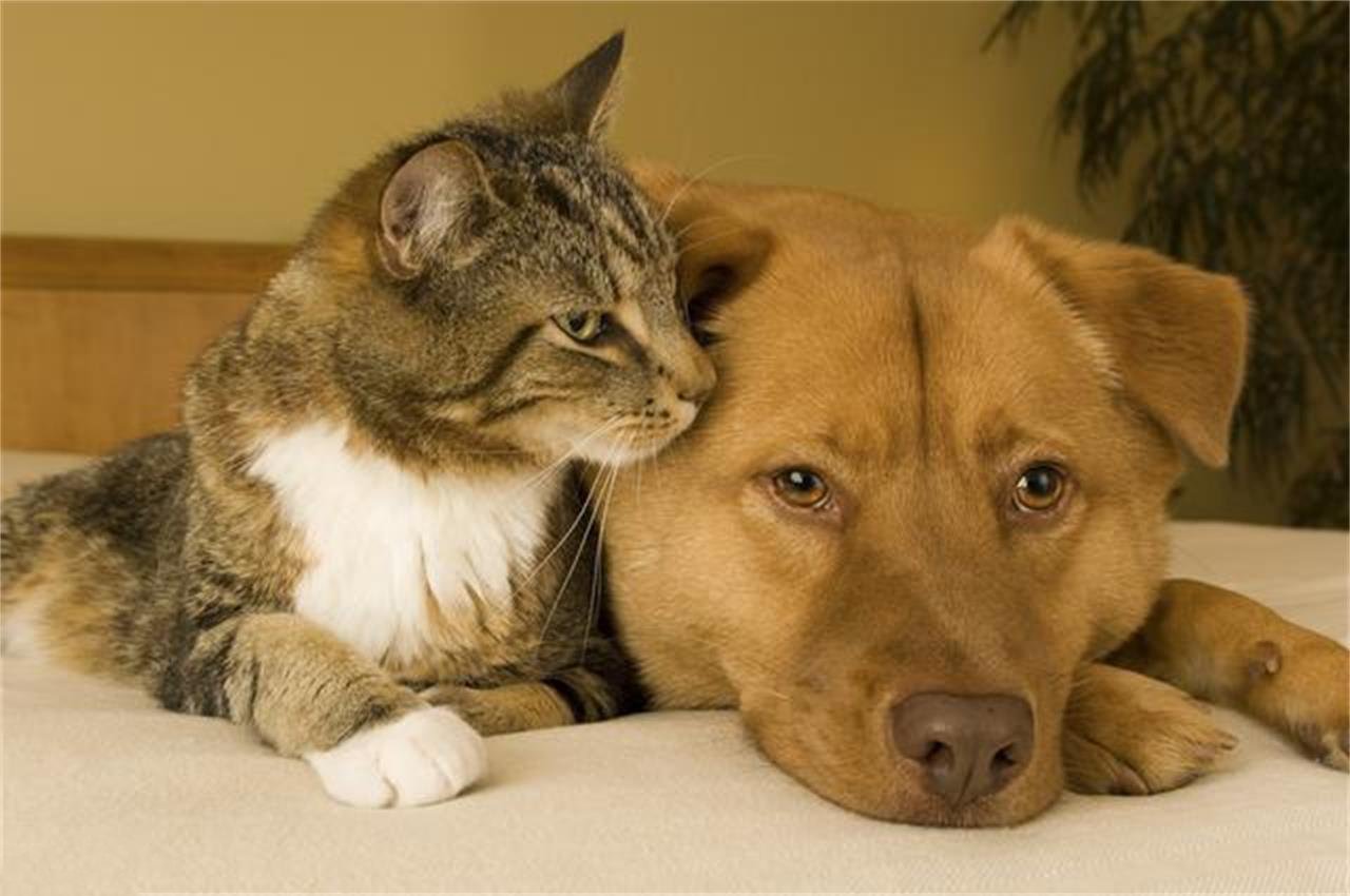 猫狗天生是敌人吗?并非如此,只是它们之间社交语言不通