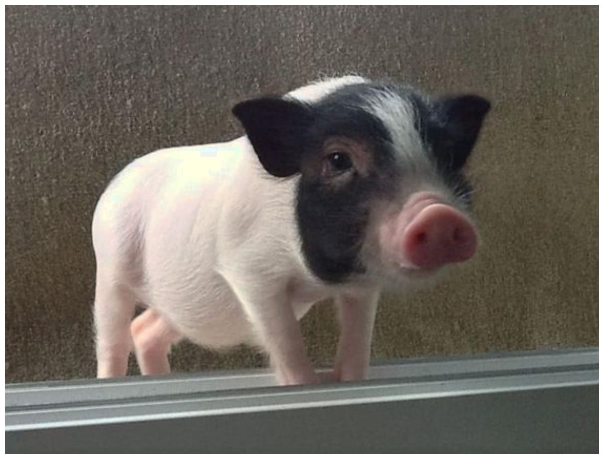 店家活久见:卖出去的小宠物猪,不久买家秀就变烤乳猪