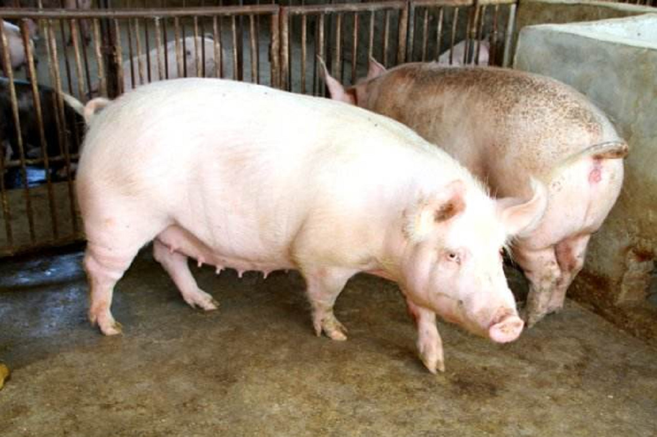 猪肉|农民|肉类_新浪新闻