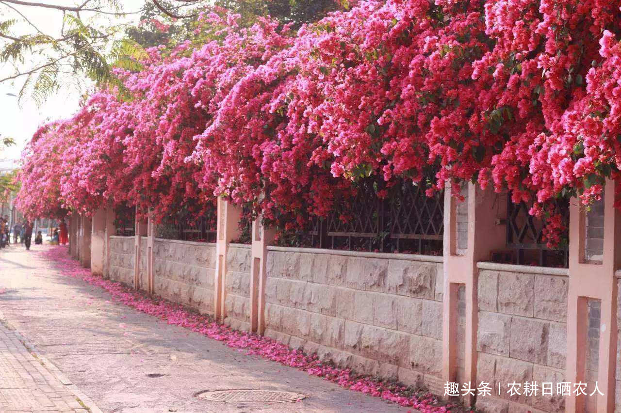 广西最美“朱瑾花、三角梅”,位于南宁青山路中央!|三角梅|南宁|青山_新浪新闻
