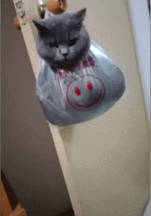 蓝猫犯错后,就把它装进塑料袋挂在门上,猫:生活还是对我下手了