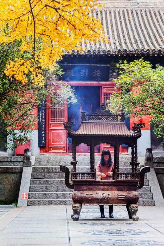 白马寺里银杏黄,去静静心顺便观赏一下?