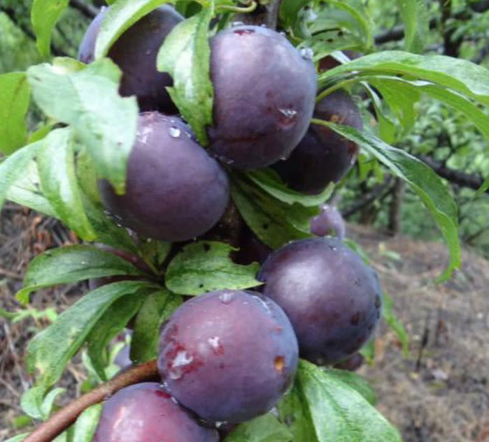 这种紫的发黑的李子是农村人珍爱的水果,味道酸甜可口太让人着迷