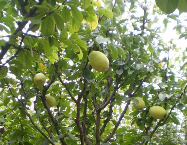 冬季气温4-9℃,说不定还会零下,木瓜树,在冬季里