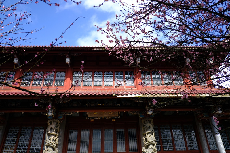 春光明媚何处找古寺梅花两相好