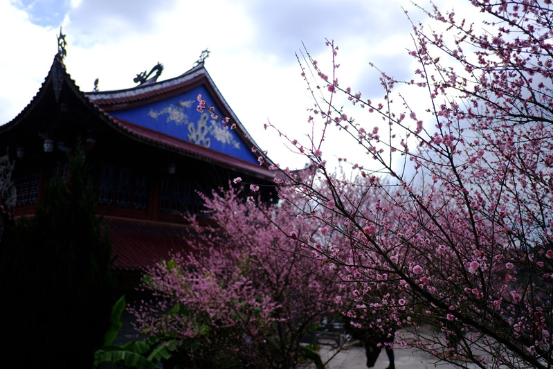 数百棵梅花遍植林阳寺的每个角落,在此闲庭信步,十分悠哉!