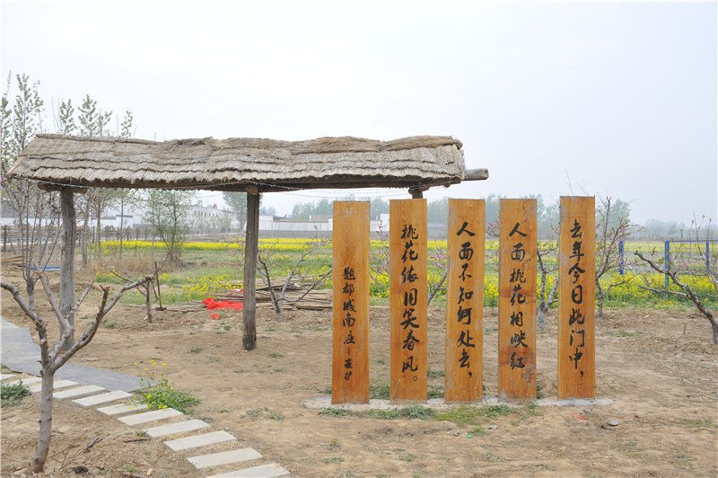 看安平第三届油菜花文化旅游节缤纷故事