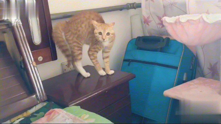 852_480gif 动态图 动图