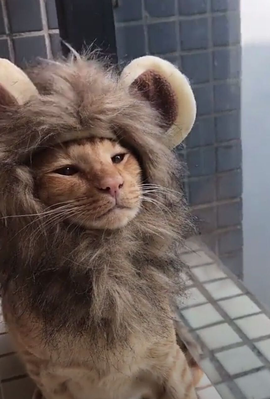 猫cosplay狮子,身为猫身却有狮王风范,下辈子一定要投胎做狮子