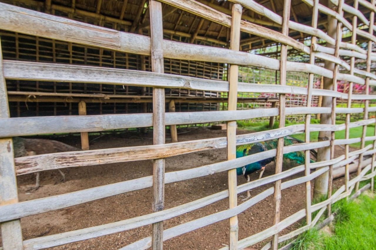有多少人羡慕这只孔雀,房子通透坐北朝南,市中心地段环境优美