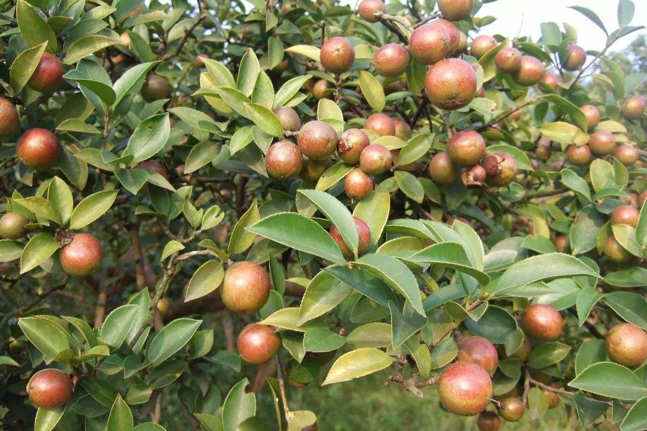 树结果20斤,含油量达到59%,用它榨出的油60一斤|南方|油茶籽油|榨油