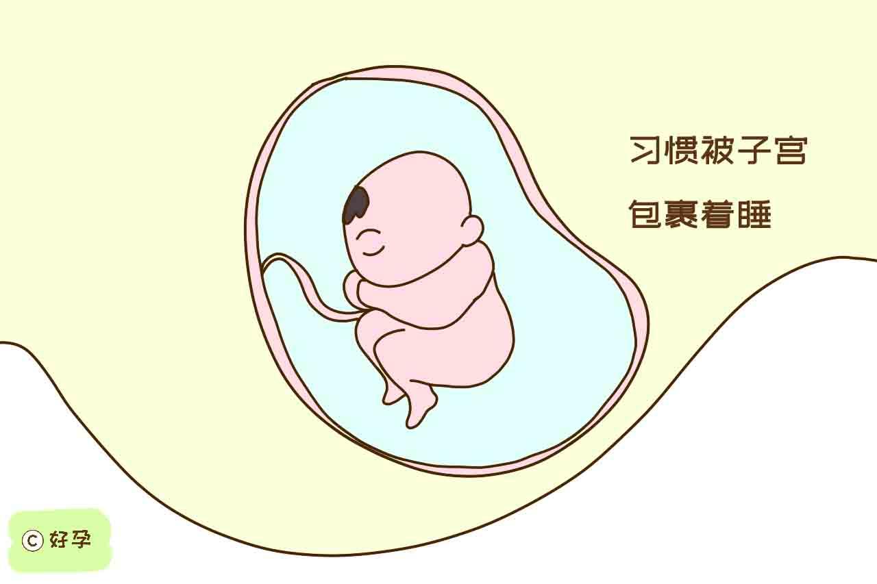 宝宝出生前,习惯被子宫包裹着睡