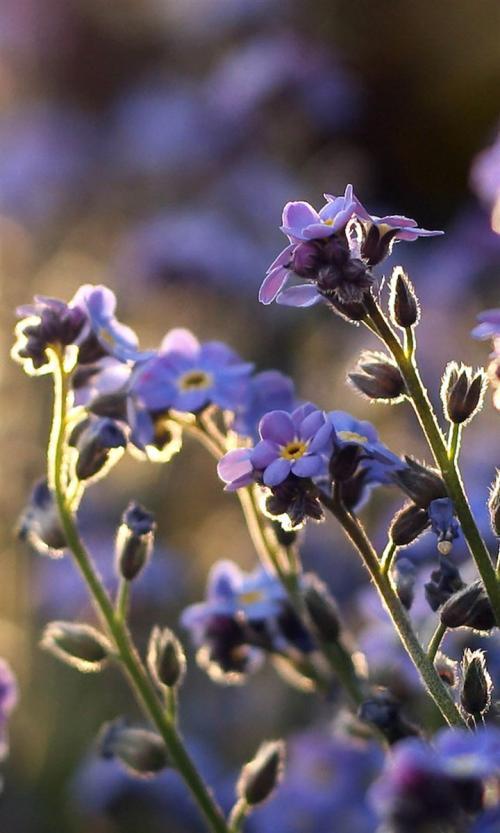 十二星座幸运花(1)丨白羊——勿失勿忘,永世相随