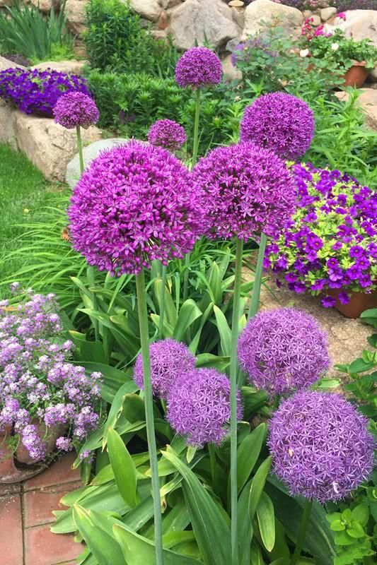 花期比较长的花有哪些(鲜花插花花期比较长的花有哪些)