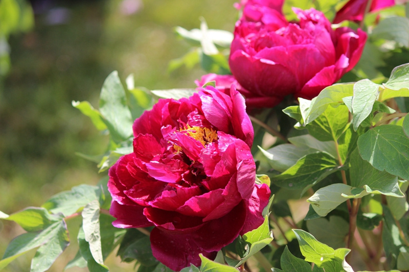 花开盛世,全城称赞