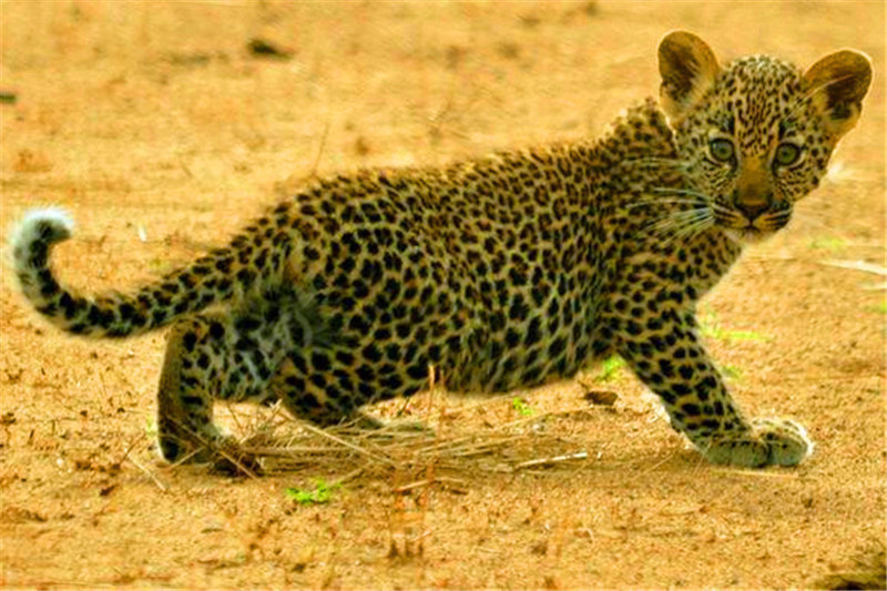 小花豹跟着妈妈巡视地盘,一路上东张西望,警惕的样子惹人爱!