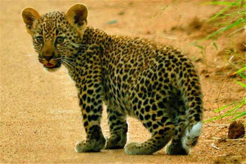 小花豹跟着妈妈巡视地盘,一路上东张西望,警惕的样子惹人爱!