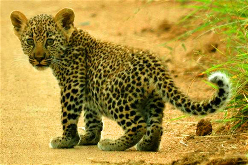 小花豹跟着妈妈巡视地盘,一路上东张西望,警惕的样子惹人爱!