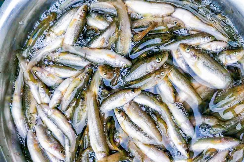 农村河里10种野生鱼,你吃过几种?最后一种放臭了也是美味