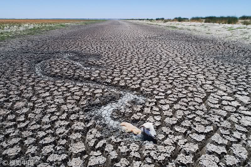 实拍澳大利亚干旱:湖泊干涸见底 袋鼠山羊困死淤泥令人心酸