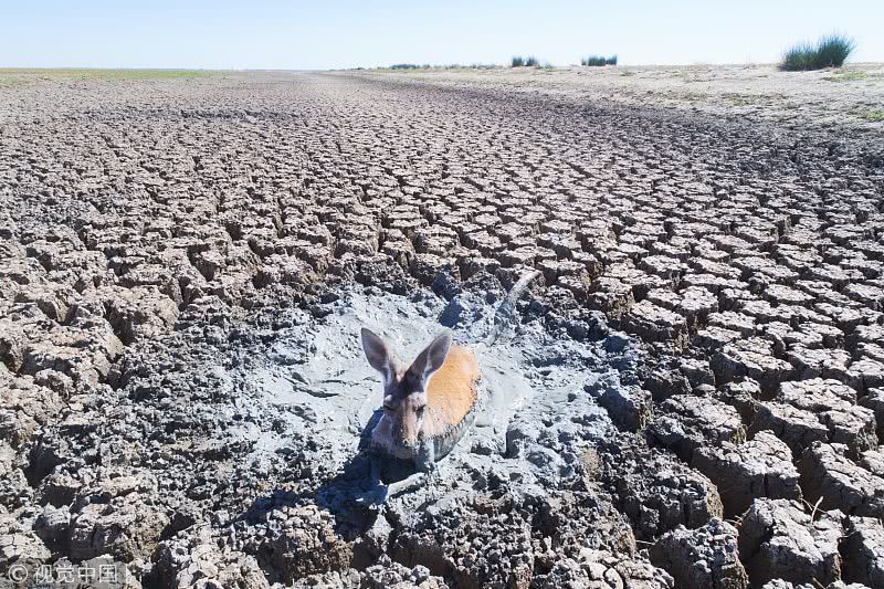 实拍澳大利亚干旱:湖泊干涸见底 袋鼠山羊困死淤泥令人心酸​|袋鼠|