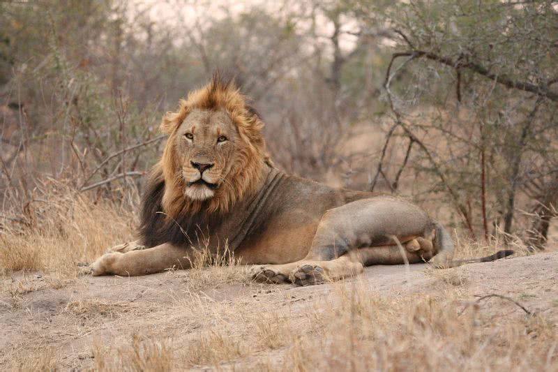 传奇狮王马库鲁从一个流浪汉逆袭成世界上最著名的狮子