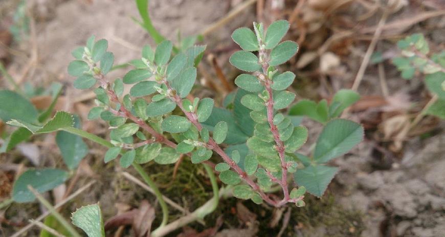 它是民间的"金疮药",90年代用它治刀伤,干货只卖2块钱|草药|奶汁|金疮