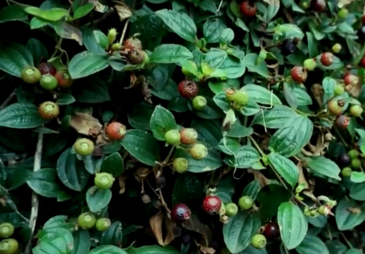 在农村长大的孩子应该都吃过这种野果子承载着满满的童年回忆