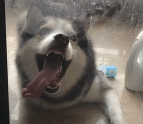 哈士奇|阳台|移门_新浪新闻