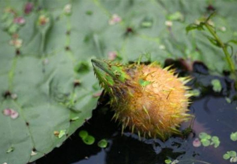 今天我们要说的这种水果就很神奇了,大家有见过长在水中的水果吗?