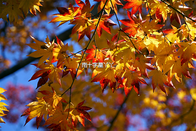 日本京都赏枫最前线报道 完整攻略篇 手机新浪网