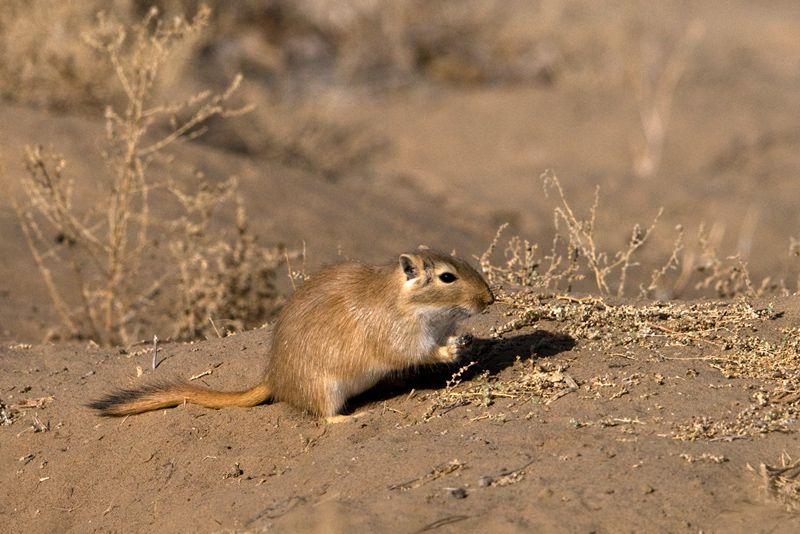世界上最会担忧的鼠类,一天不堆积粮食就会焦虑,最终郁结而死