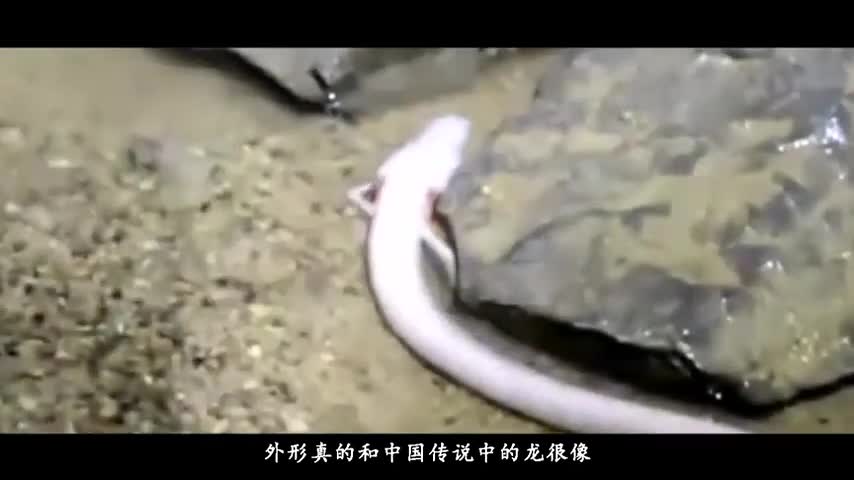 所谓的神龙吃人照片,究竟是真是假?