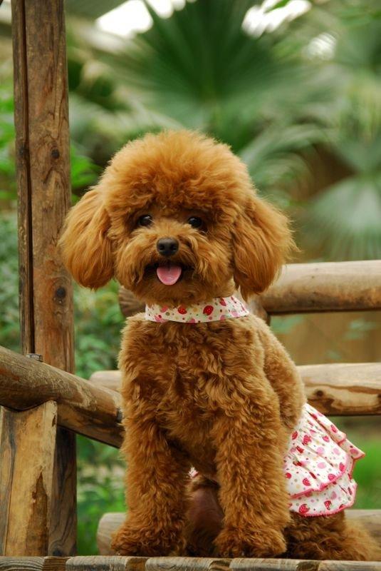 大型宠物狗有哪些 美国人和非洲人都养什么宠物