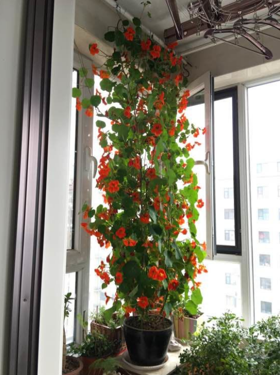 5种适合阳台种植的花卉,给点阳光就"灿烂",不小心就"爆盆"