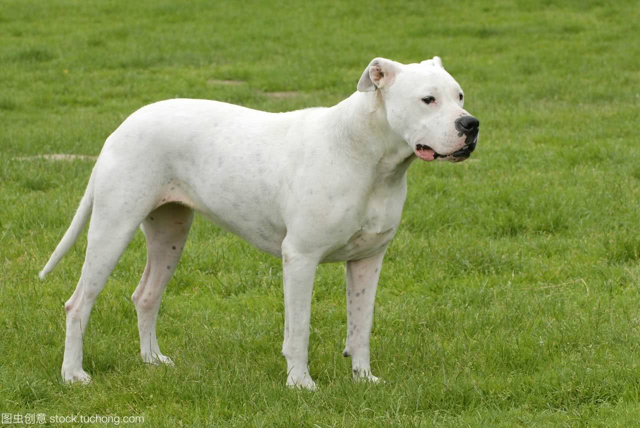 杜高犬原产地阿根廷,是一种可以协助主人狩猎野猪,美洲狮等大型动物的