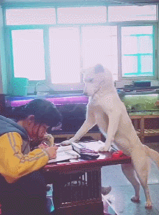 狗狗监督小主人写作业,搞得还有模有样,这架势像极了当年班主任