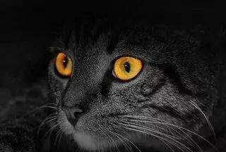 猫,羊,牛等动物,至今还记得漆黑的晚上它们眼睛的光亮,其中以猫的眼睛