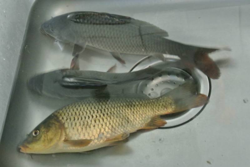 淡水钓经常鲫鲤同在,但是钓鲫不钓鲤,反之亦然钓鲫鲤有什么区别