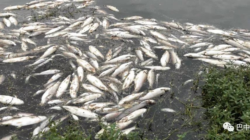 巴中一鱼塘两三天内出现大量死鱼,怀疑遭人"投毒"