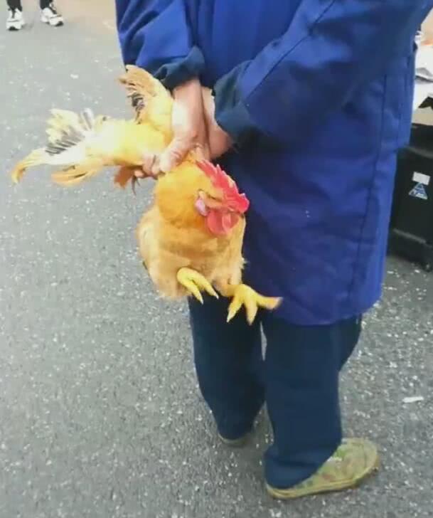 公鸡被主人抓翅膀挂在身后两只腿的举动让人笑翻