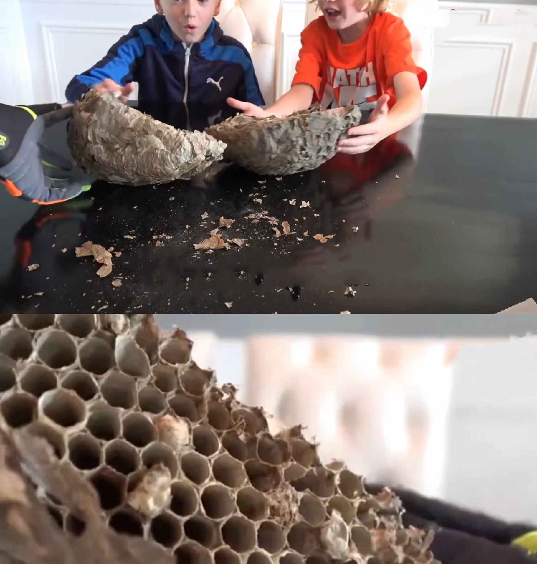 大叔被马蜂蜇后,作死切开马蜂窝,眼前的一幕让他懵了!