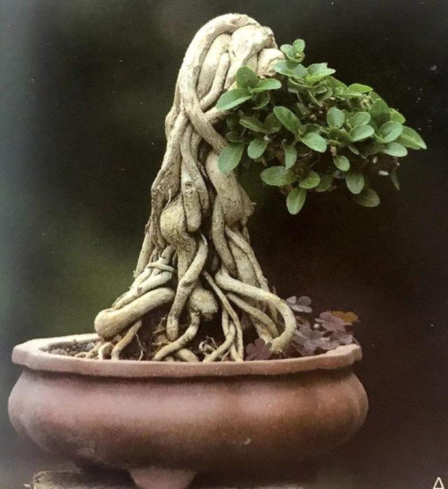 盆景修剪不是闲活这4种盆景格外需要修剪这些技巧要掌握