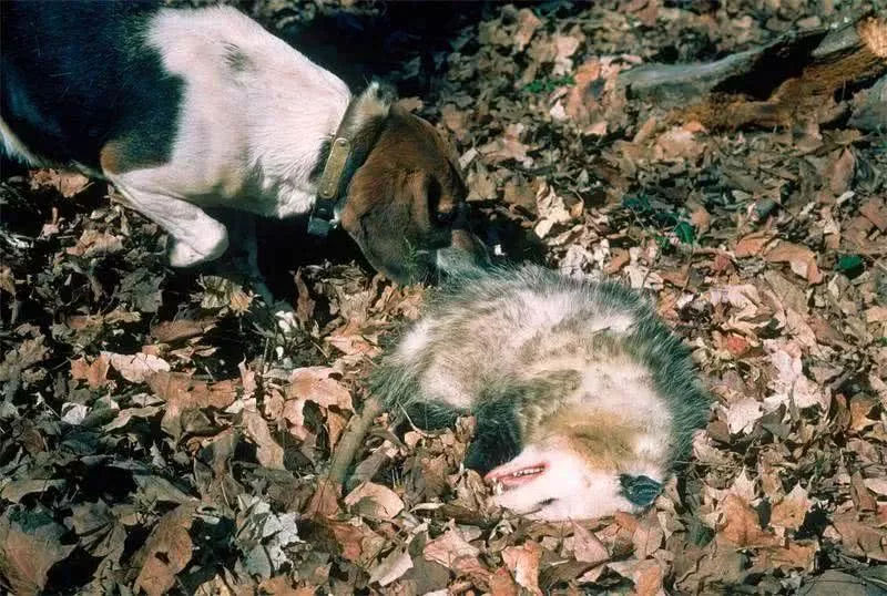 怕是要欠负鼠一个小金人,散发恶臭呼吸心跳停止,装死技能满分!