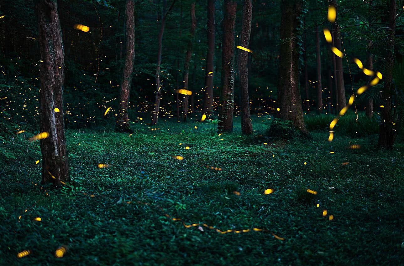 仲夏夜最浪漫的,莫过于在木兰天池来一场萤火虫之旅