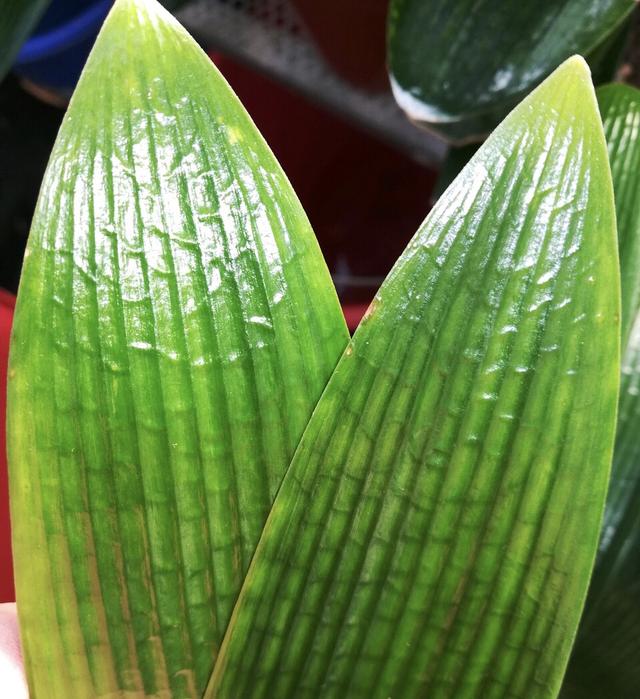 养君子兰,这2种东西掺着喂,叶片"油绿发亮",入冬就开花