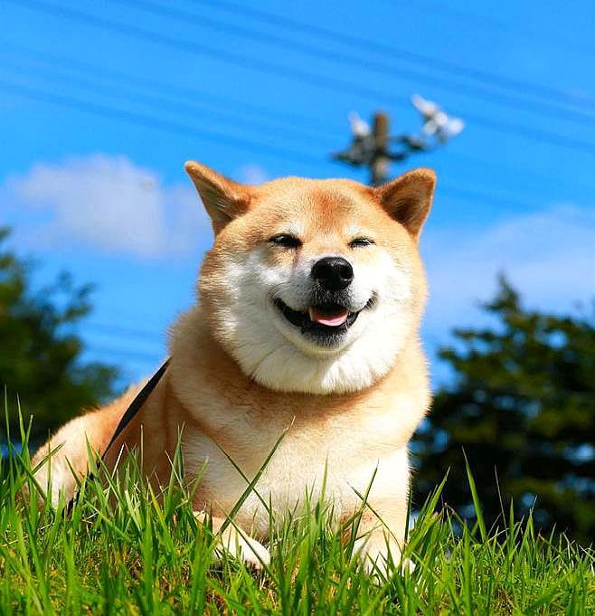 太欺负狗了!柴犬拍照时,被别的狗狗按住头,一脸的委屈样